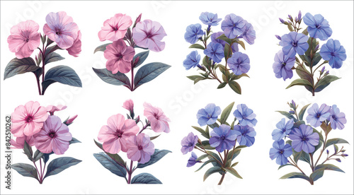Phlox flowers set, Beautiful phlox flowers in the garden, Phlox flower branch, Summer flowers, Summer phlox flowers bouquet,  Flower bouquet, Phlox flowers bouquet isolated on white background
