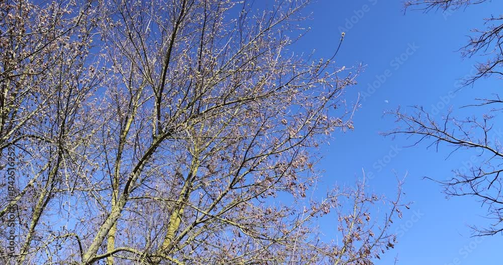 young foliage on deciduous trees in the forest in the spring season, different trees in the forest in the spring young foliage on deciduous trees in the forest in the spring season, different trees in the forest in the spring
