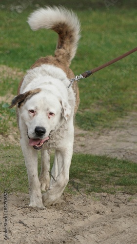 Central Asian Shepherd Dog on a Leash During a Walk (Vertical) A Central Asian Shepherd dog is seen on a walk, held by a leash, with no human visible in the frame. This vertical photo captures the ess photo