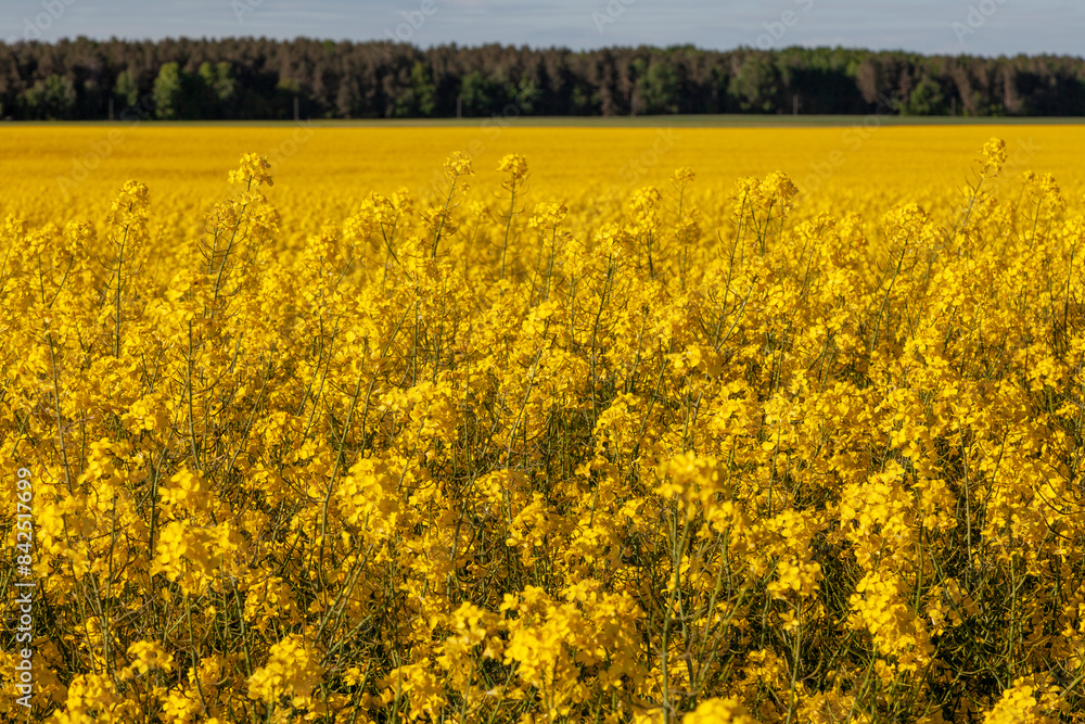 A large field colored yellow by the rapeseed growing on it A large field colored yellow by the rapeseed growing on it