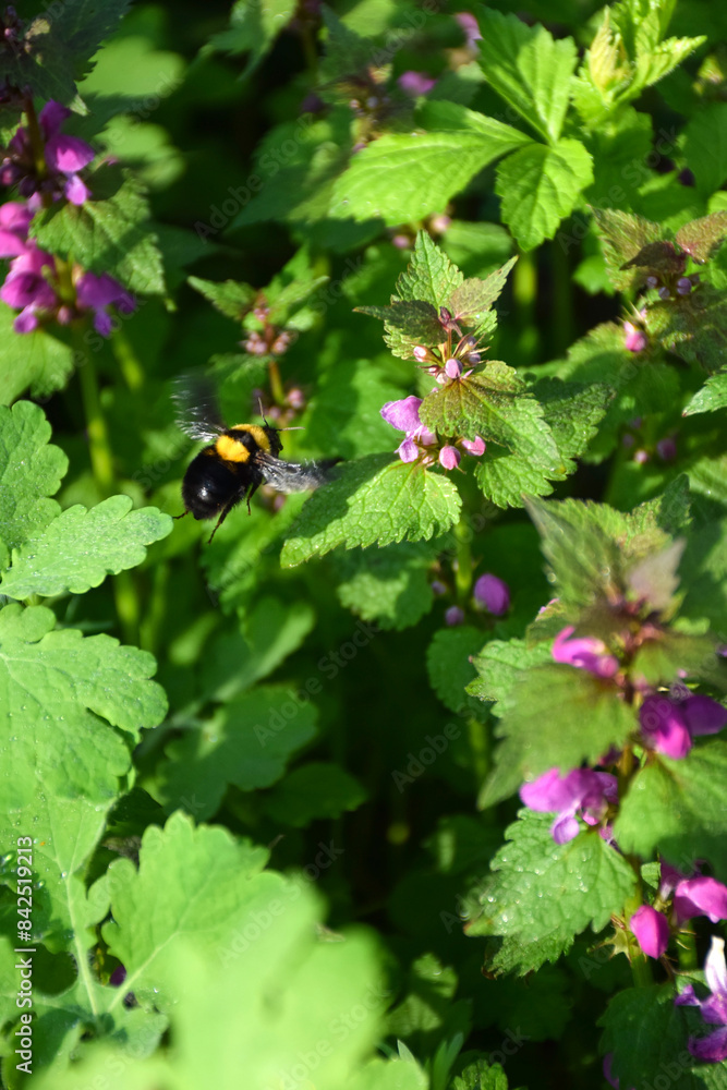 A flying bumblebee sits on a deaf nettle, lamium purpureum. Selective focus and macro photography A flying bumblebee sits on a deaf nettle, lamium purpureum. Selective focus and macro photography