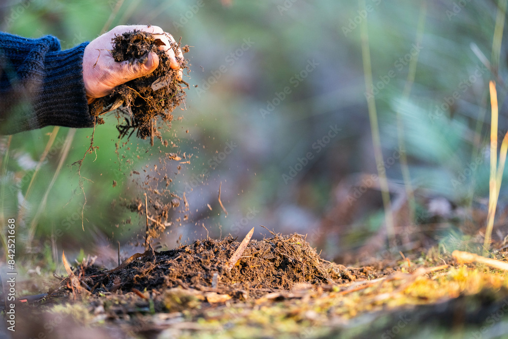 Obraz premium soil falling around a test tube collecting a soil collecting a soil sample in a paddock on a farm australian agronomist practicing agronomy innovation on a organic regenerative agriculture, for cows