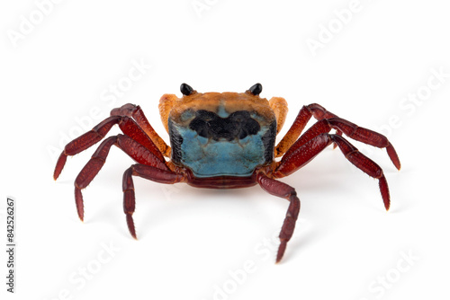 Lepidothelphusa menneri (Three-colored Crab) has a very distinctive tri-coloured pattern. The Crab is reported from Indonesian Borneo for the first time in January 2024 (new species). photo