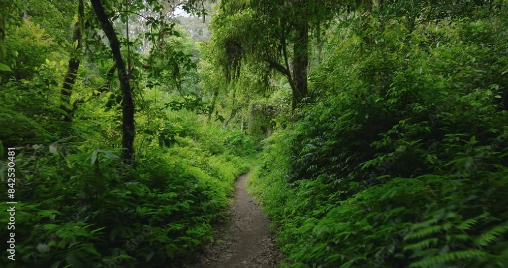 Path in the tropical forest in Bali. Nature background of a rainforest. Path in the tropical forest in Bali. Nature background of a rainforest.