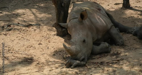 Northern white rhinoceros, northern white rhinoceros, Ceratotherium simum Cottoni Endangered female Northern White Rhinoceros 