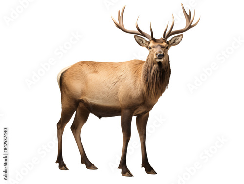 a deer with antlers standing on a white background