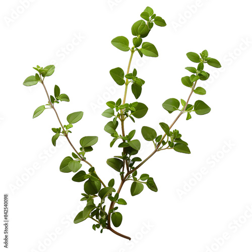[Transparent Background PNG]Fresh Thyme Sprigs on White Background