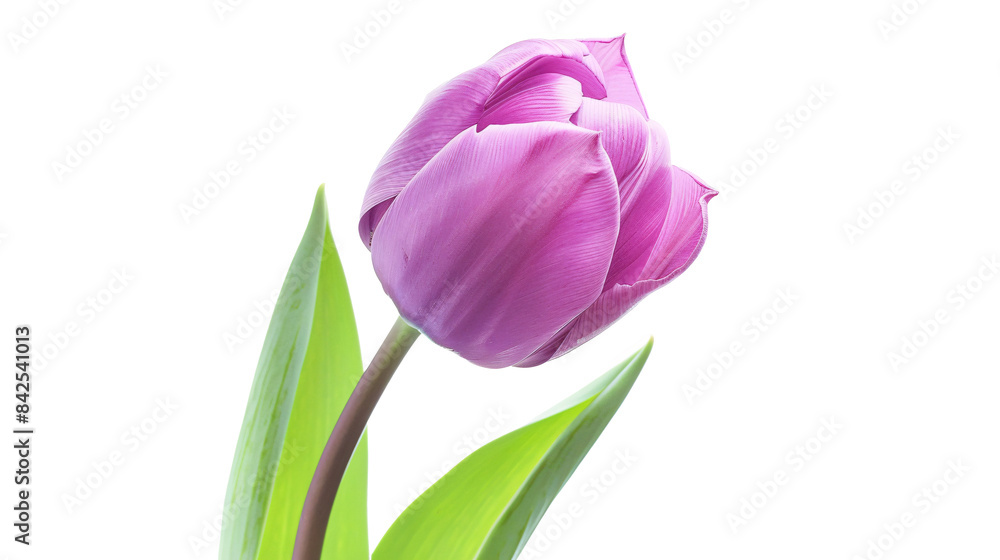 a purple flower with green leaves a purple flower with green leaves