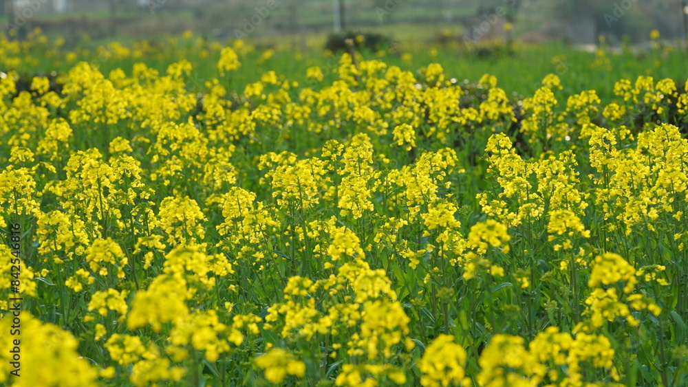 Fototapeta premium The beautiful countryside landscapes with the yellow oil flowers blooming and little village as background in the south of the China in spring
