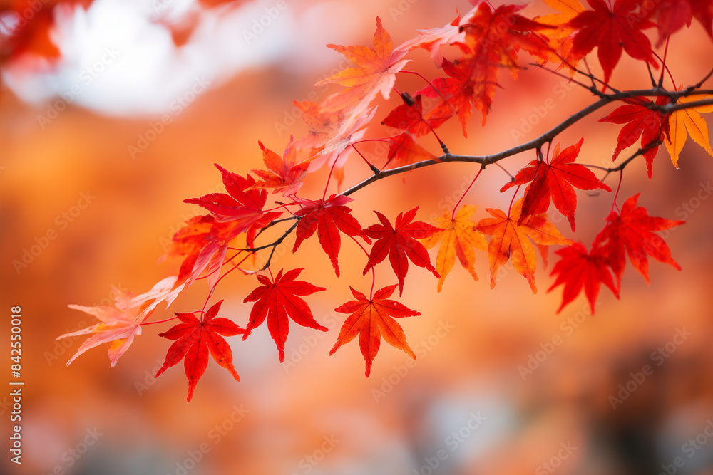 Orange maple leaves on a branch with bokeh in the background. Orange maple leaves on a branch with bokeh in the background.