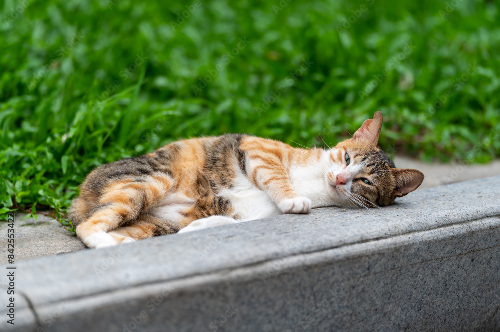 Cat resting on the grass in the park Cat resting on the grass in the park