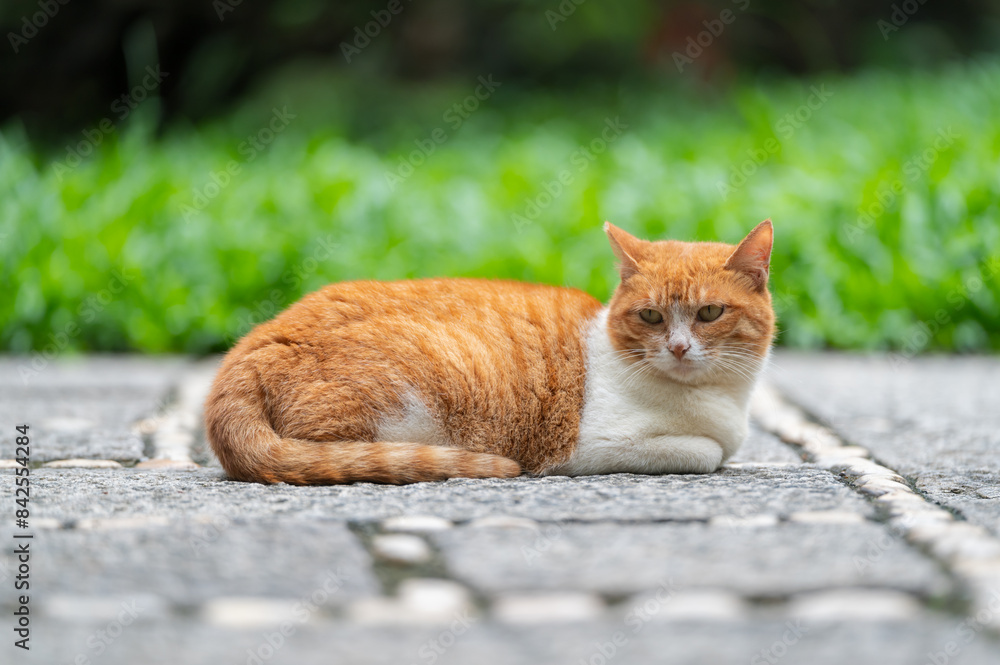 Naklejka premium Cat resting on the ground