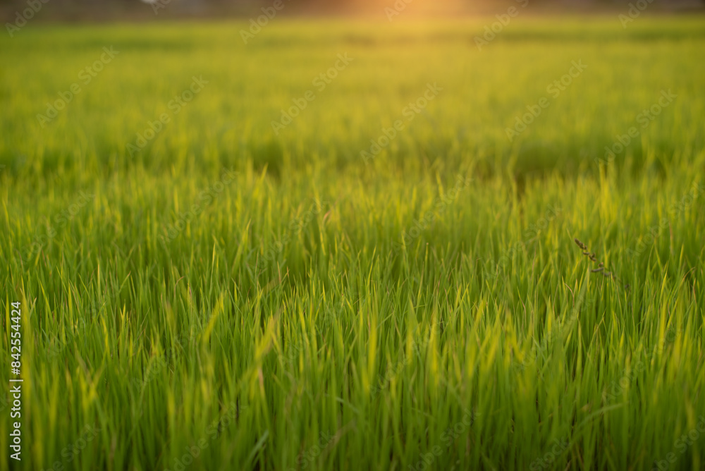 Fresh green rice shoots in spring on a soft focus field. Growing young green rice seedlings in agricultural fields Agricultural scene with rice tops in the soil. Fresh green rice shoots in spring on a soft focus field. Growing young green rice seedlings in agricultural fields Agricultural scene with rice tops in the soil.