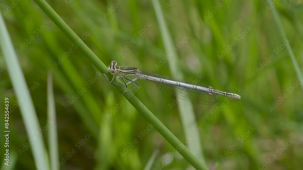 Female White-legged Damselfly Resting on Grass Female White-legged Damselfly Resting on Grass