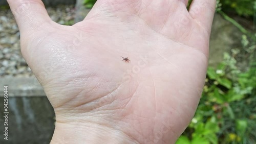 tick traveling on the hand, skin, close-up