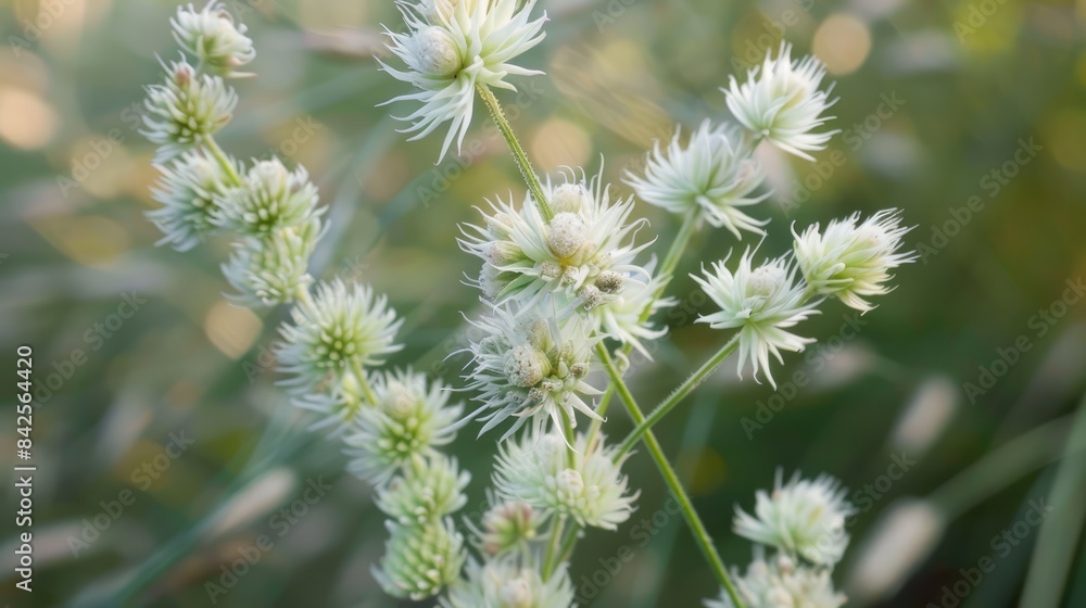 Macro shot of natural wild grass blooms Macro shot of natural wild grass blooms