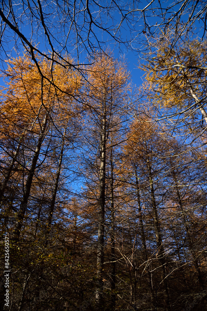 Naklejka premium Climbing Mount Asama-kakushi, Gunma, Japan
