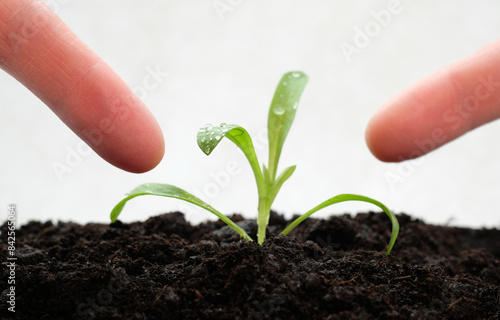 Human fingers indicate on an young plant in the fresh soil
