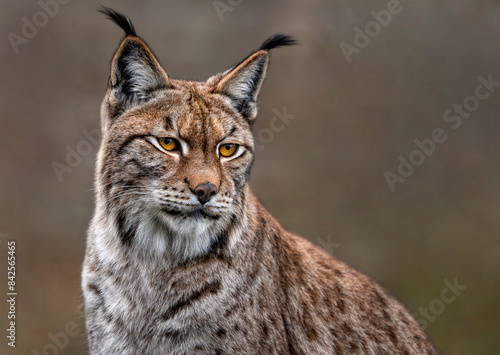 Photography A close up of an Eurasian Lynx