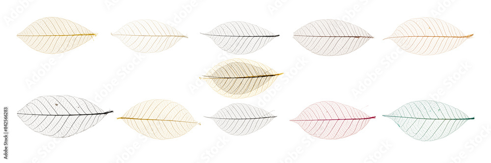 A set of leafy designs with a variety of colors and patterns A set of leafy designs with a variety of colors and patterns