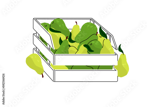 Heap of green pears in crate. Fresh fruit in basket in local farmer market. Farm food, garden products, harvest in wooden box for selling. Flat isolated vector illustration on white background
