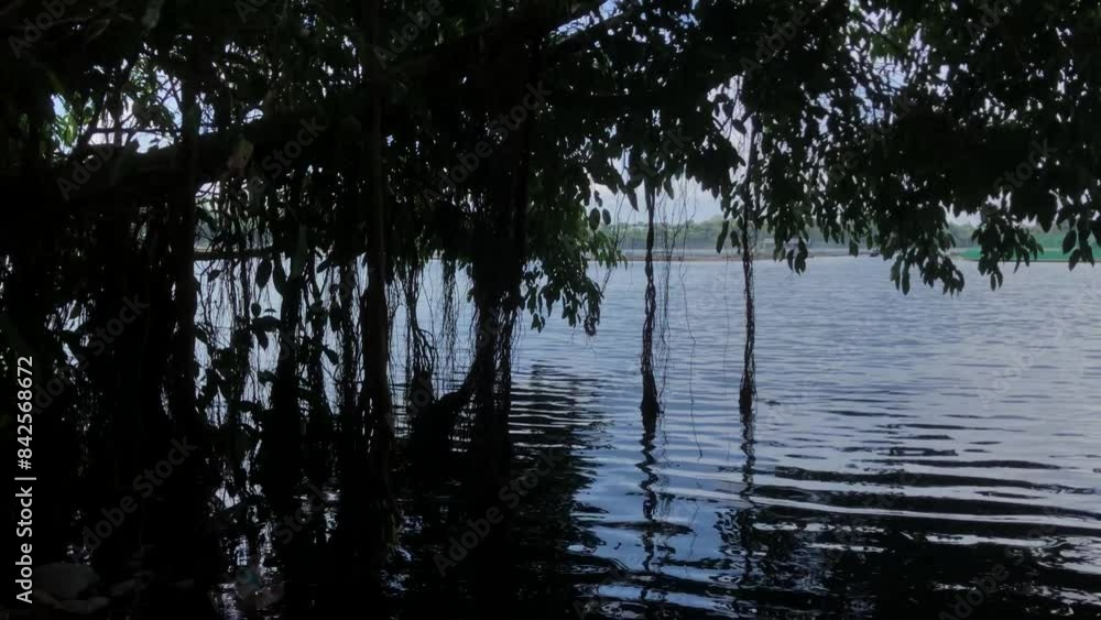 Trees grow by the lakeside, their roots reaching out to touch the water Trees grow by the lakeside, their roots reaching out to touch the water