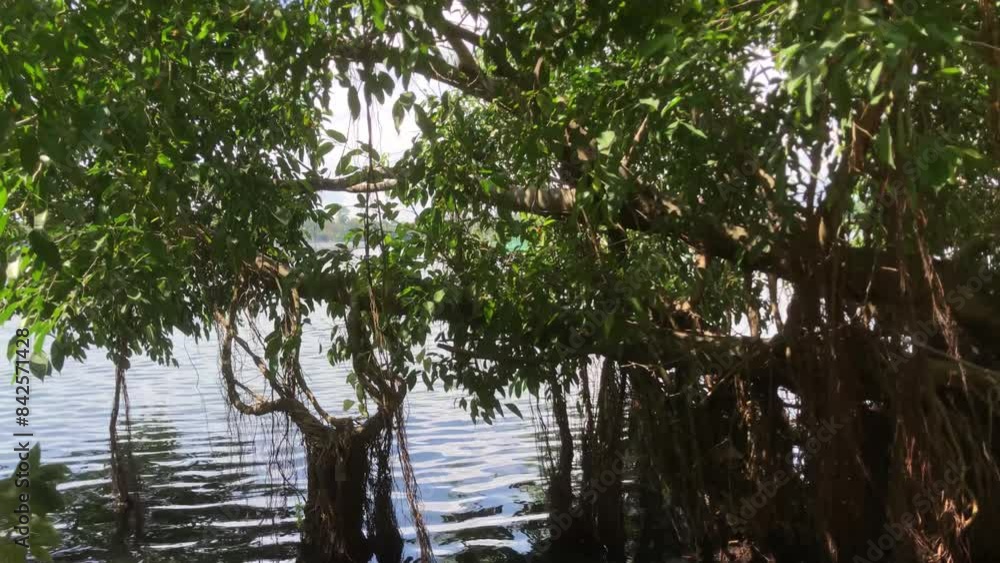 Trees grow by the lakeside, their roots reaching out to touch the water Trees grow by the lakeside, their roots reaching out to touch the water