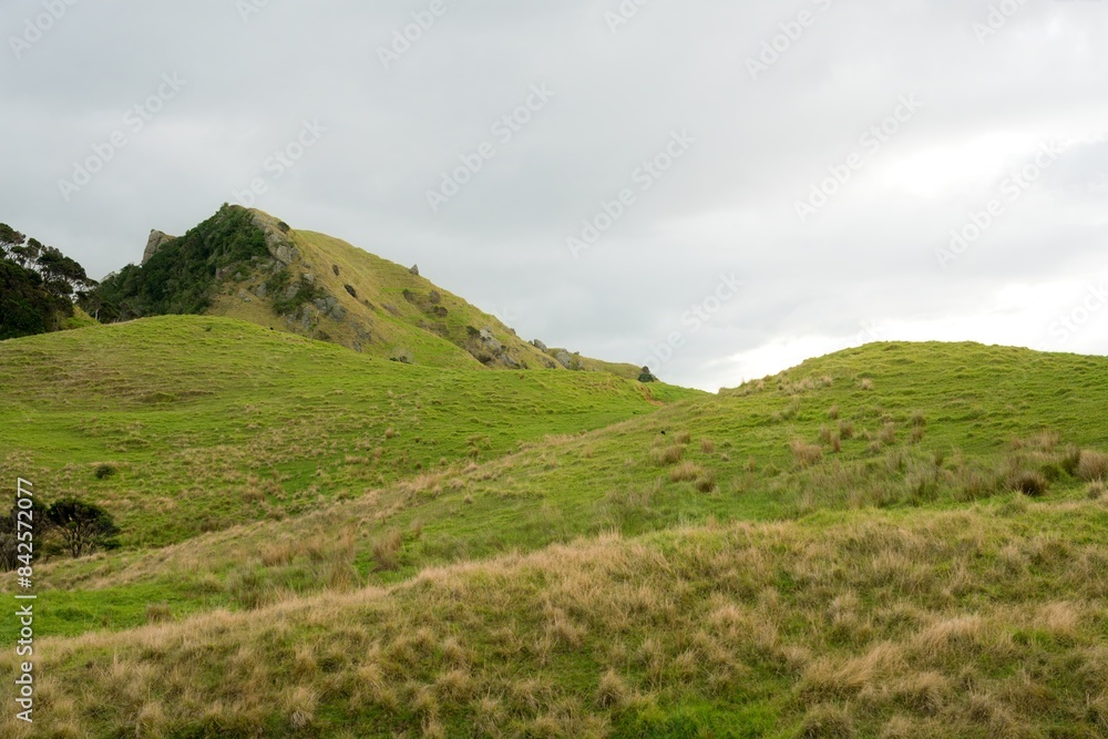 Fields of green grass in the Bream Head (Te Whara) Scenic Reserve, may 2024, new zealand,
Fields of green grass in the Bream Head (Te Whara) Scenic Reserve, may 2024, new zealand,