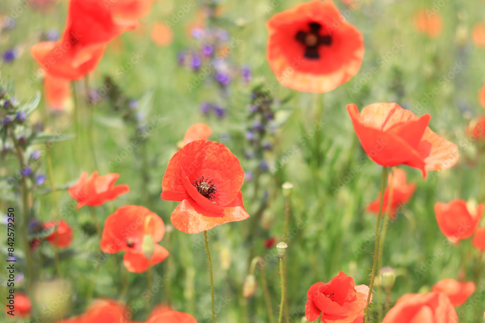 Obraz premium Papaver rhoeas. Glade with red poppies in the wind. Beautiful bright poppies on a sunny day. Field with flowers. Blooming red poppies on a blurred background