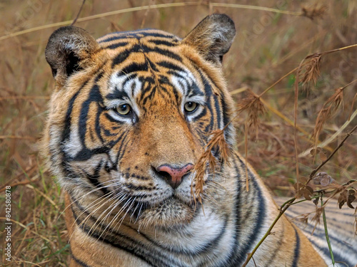 Bengal tiger (Panthera tigris tigris) male resting, head portrait, Ranthambhore, India. Endangered.  photo