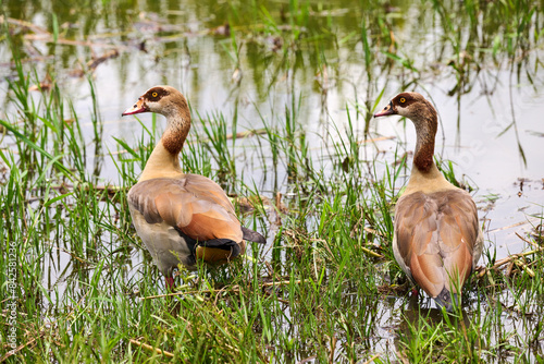 Egyptian geese (Alopochen aegyptiacus) pair, standing in shallow water, Akagera National Park, Rwanda.  photo