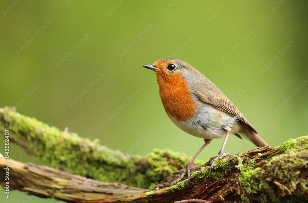 Robin (Erithacus rubecula) perched on mossy branch, Bishopswood, Somerset, UK. May. Cropped. Robin (Erithacus rubecula) perched on mossy branch, Bishopswood, Somerset, UK. May. Cropped.