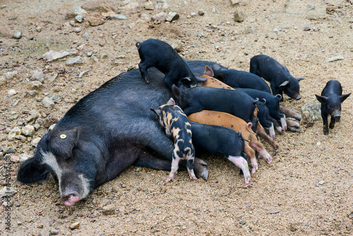 Corsican pig (Sus scrofa domestica) sow suckling piglets, free-range pig family in the forest of Castagniccia, Haute Corse, Corsica. June. 