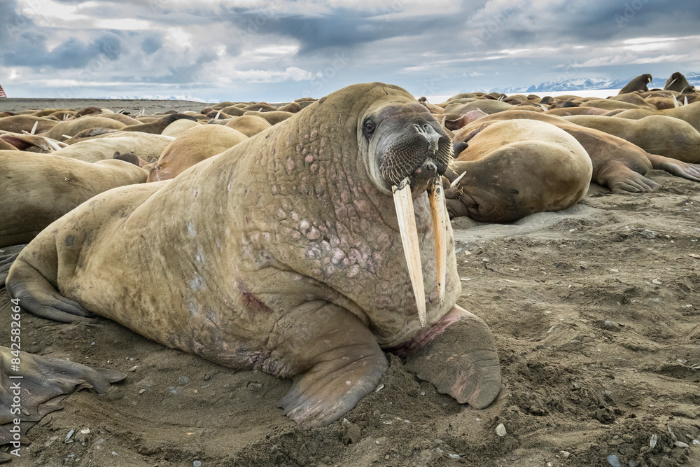 Atlantic walrus (Odobenus rosmarus) resting on the beach among colony, Spitsbergen, Svalbard, Norway. Atlantic walrus (Odobenus rosmarus) resting on the beach among colony, Spitsbergen, Svalbard, Norway.