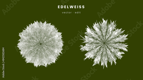 Vector background green wit edelweiss flower 0008