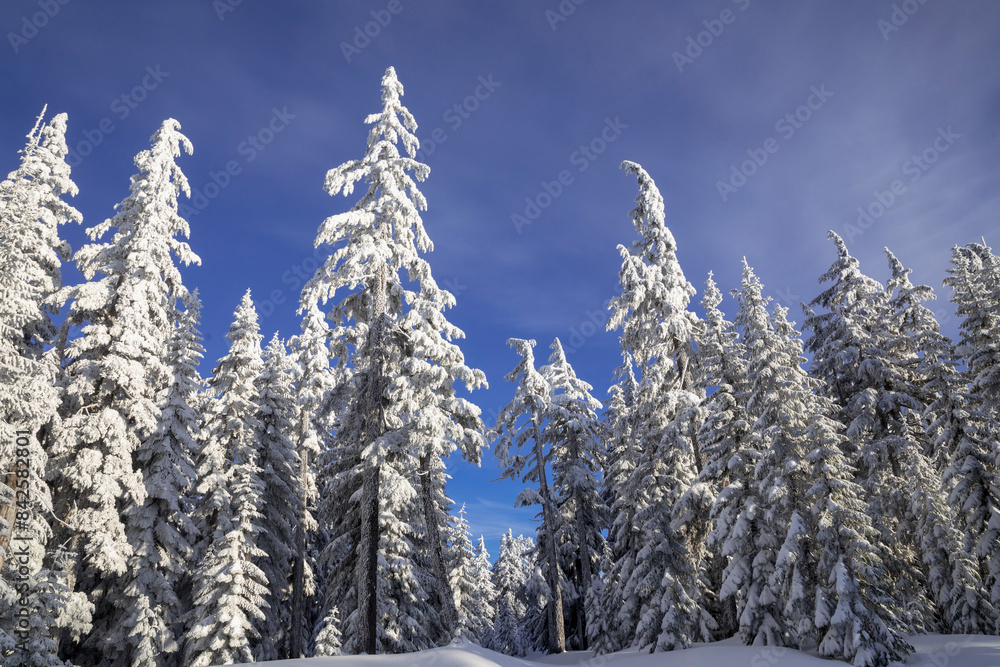Snow covered trees on Amabilis Mountain, Okanogan Wenatchee National Forest, Washington, USA. February. Snow covered trees on Amabilis Mountain, Okanogan Wenatchee National Forest, Washington, USA. February.
