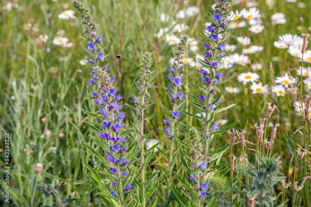 Naklejka premium Close-up of varied flowering wild plants in springtime. The photo was taken on a Dutch roadside.