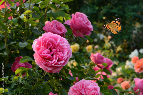 Wallpaper Mural Schmetterling 1167 Torontodigital.ca