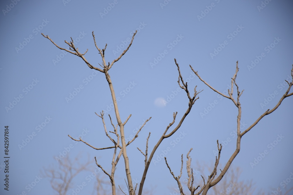 Tree Tree