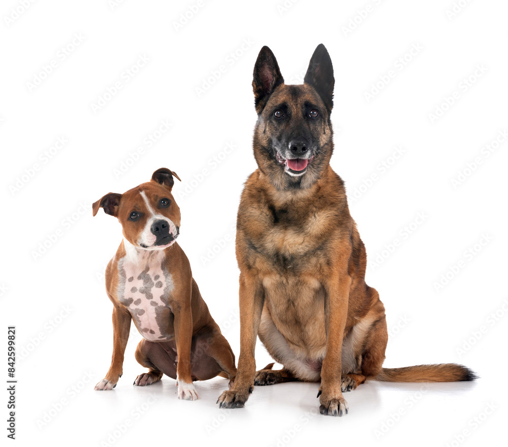 staffordshire bull terrier and malinois staffordshire bull terrier and malinois