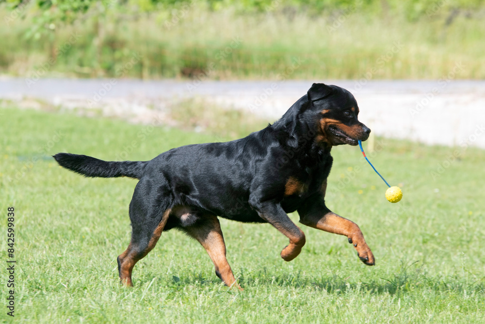 rottweiler training for competition rottweiler training for competition
