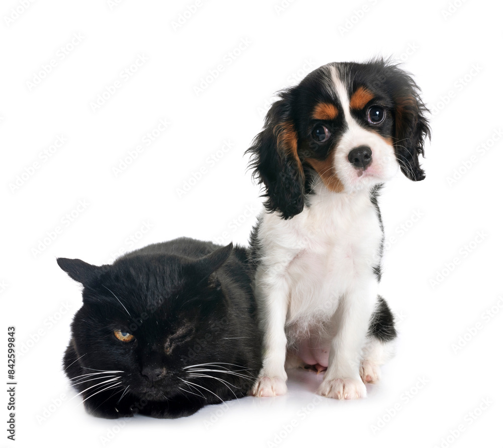 cavalier king charles and cat