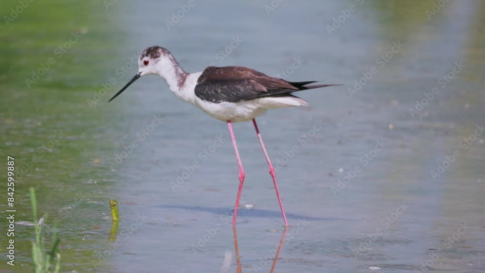 Black-winged Stilt, very long-legged wader in the Avocet and Stilt family Recurvirostridae in a Swamp Black-winged Stilt, very long-legged wader in the Avocet and Stilt family Recurvirostridae in a Swamp