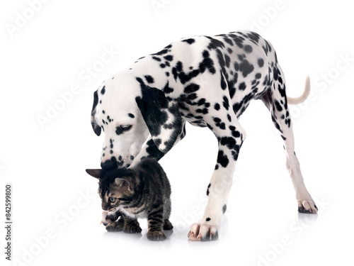 puppy dalmatian and cat in studio
