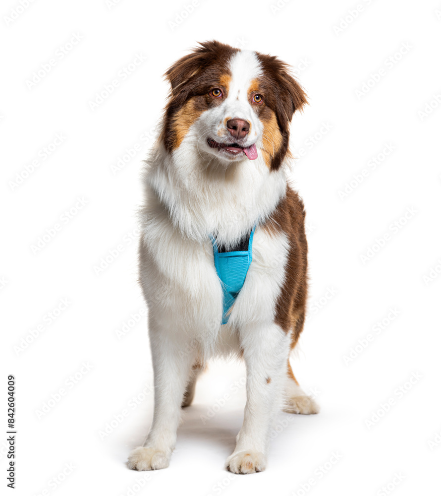 Fototapeta premium Smiling australian shepherd wearing blue harness