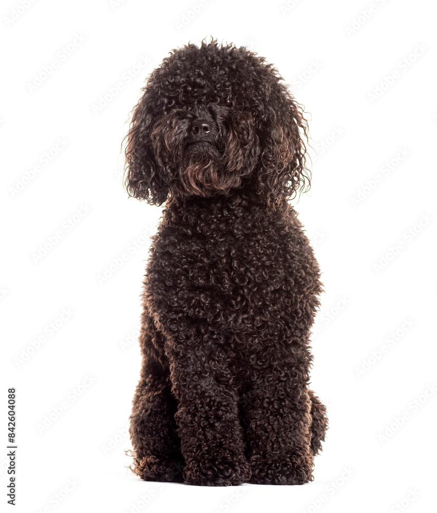Curly black poodle dog sitting on white background Curly black poodle dog sitting on white background