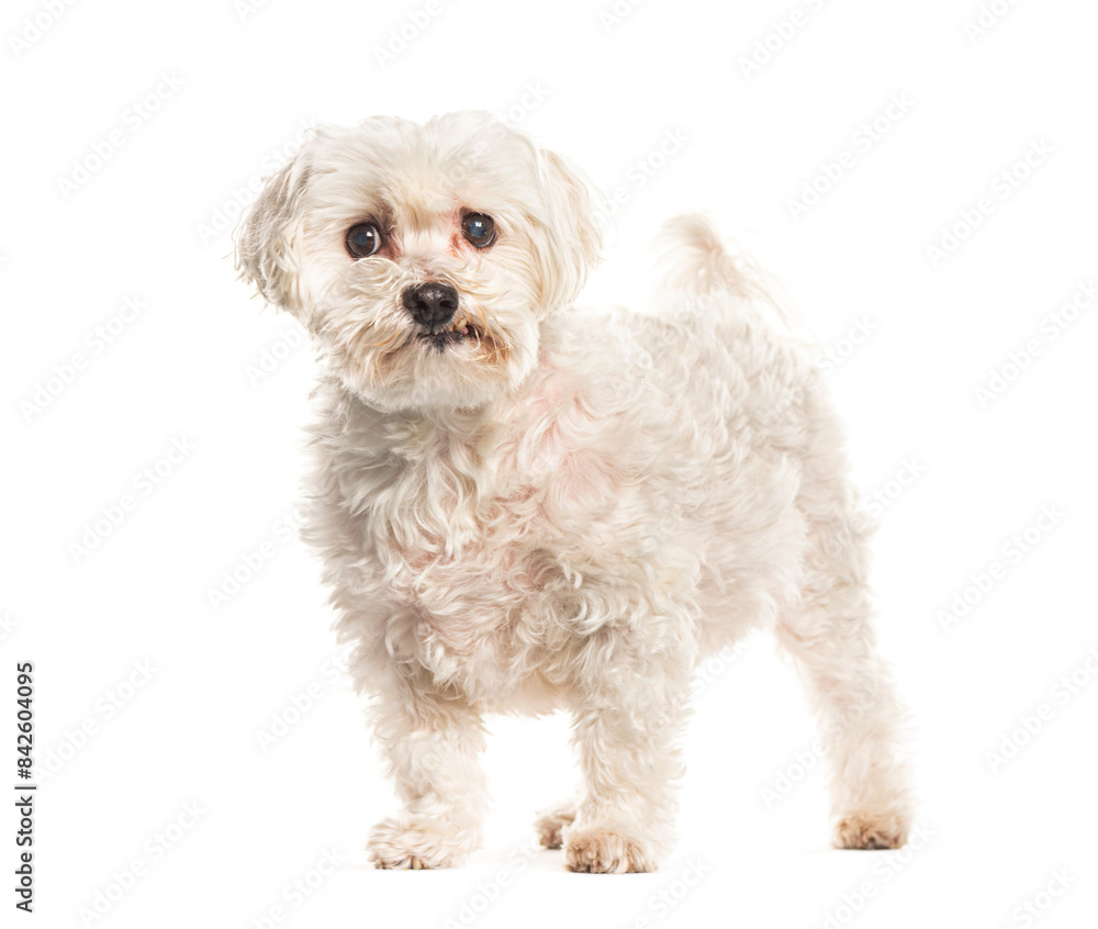 Adorable white small dog standing isolated on white background Adorable white small dog standing isolated on white background
