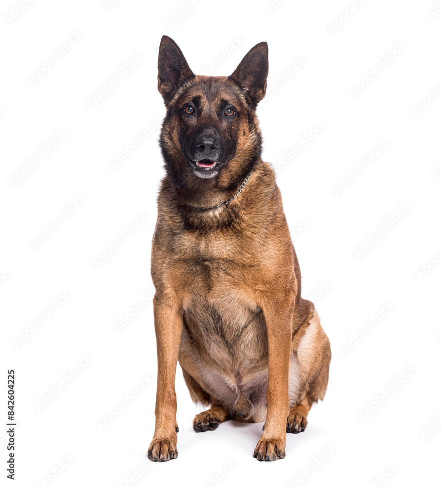 Adult belgian shepherd dog sitting and looking at camera Adult belgian shepherd dog sitting and looking at camera