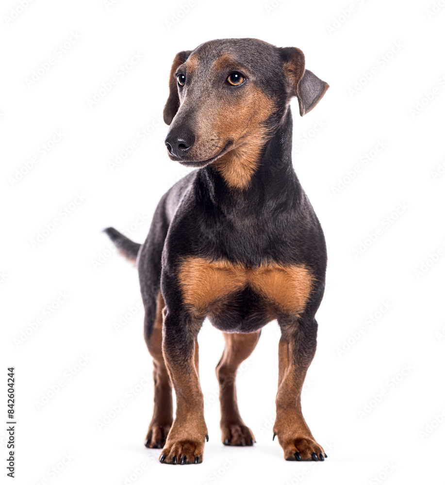 Curious dachshund dog standing on white background looking away Curious dachshund dog standing on white background looking away