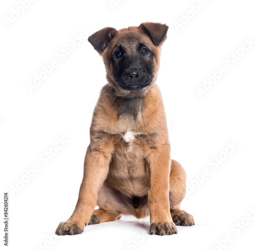 Belgian shepherd puppy sitting on the floor on a white background